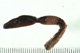 Image of Lumbricus rubellus