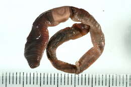 Image of Lumbricus rubellus