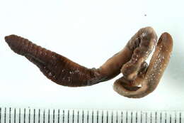 Image of Lumbricus rubellus