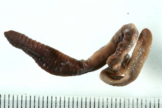 Image of Lumbricus rubellus