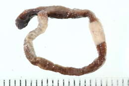 Image of Octagonal-tail worm