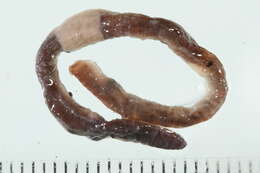 Image of Octagonal-tail worm