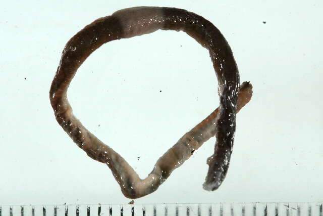 Image of Octagonal-tail worm