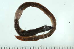 Image of Octagonal-tail worm