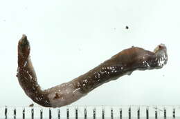 Image of Octagonal-tail worm