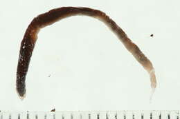 Image of Lumbricus rubellus