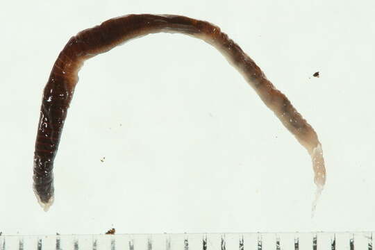 Imagem de Lumbricus rubellus