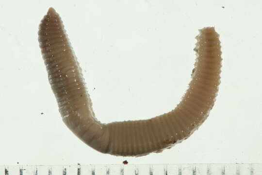 Image of Squaretail worm