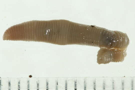 Image of Squaretail worm