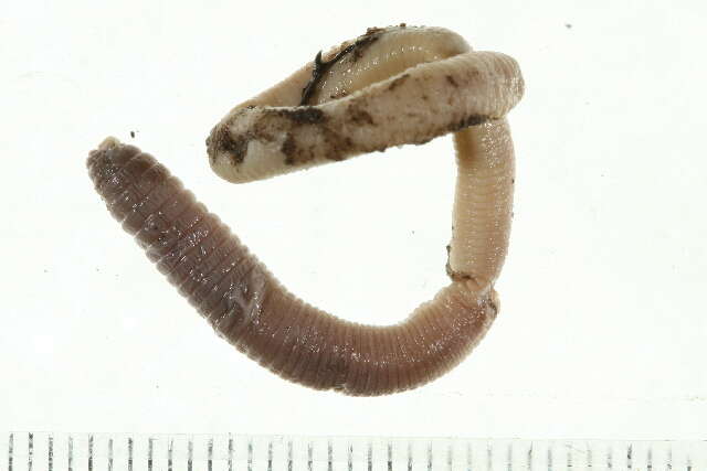 Image of Earthworm