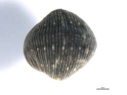 Plancia ëd <i>Glossiphonia elegans</i>