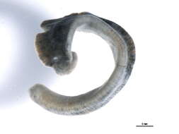 Image of <i>Erpobdella obscura</i>