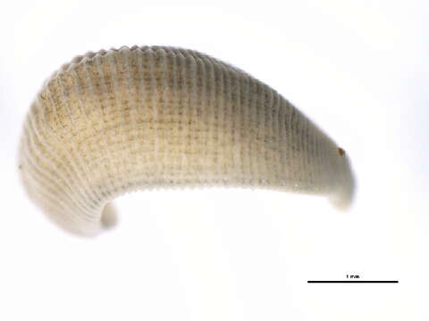 Image of <i>Helobdella modesta</i>