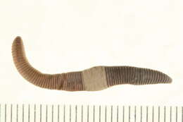 Image of Octagonal-tail worm