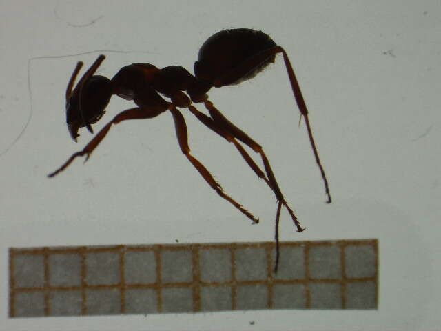 Image of Red-backed Mining Ant