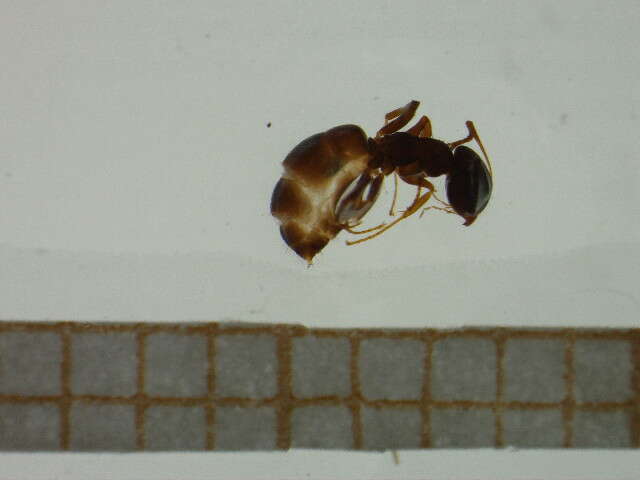 Image of Lasius paralienus Seifert 1992