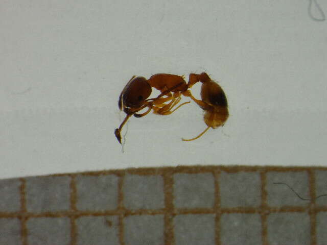 Image de <i>Temnothorax unifasciatus</i>