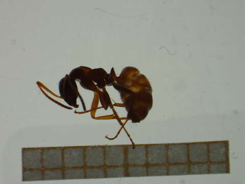 Image of Red-backed Mining Ant