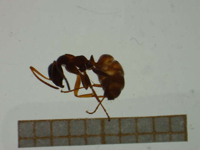 Image of Red-backed Mining Ant