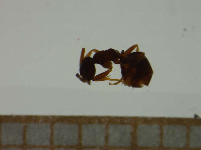 Image of Lasius paralienus Seifert 1992