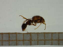 Image of Lasius paralienus Seifert 1992