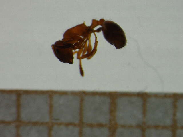 Imagem de <i>Temnothorax unifasciatus</i>