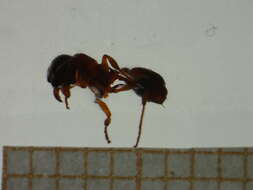 Imagem de <i>Myrmica spinosior</i>