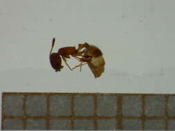 Imagem de <i>Temnothorax unifasciatus</i>