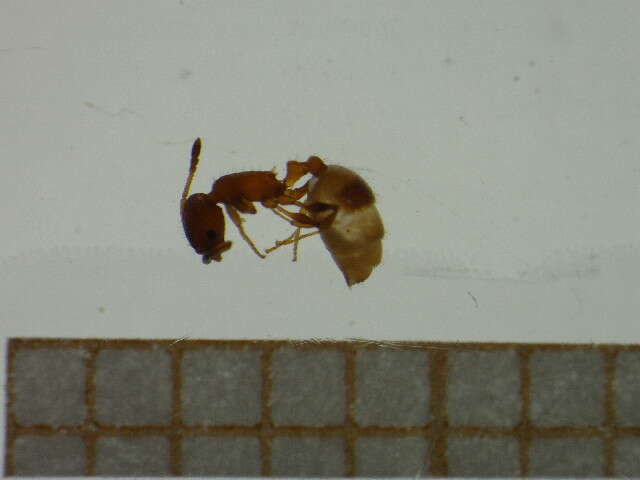 Imagem de <i>Temnothorax unifasciatus</i>