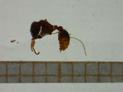 Image of Ant