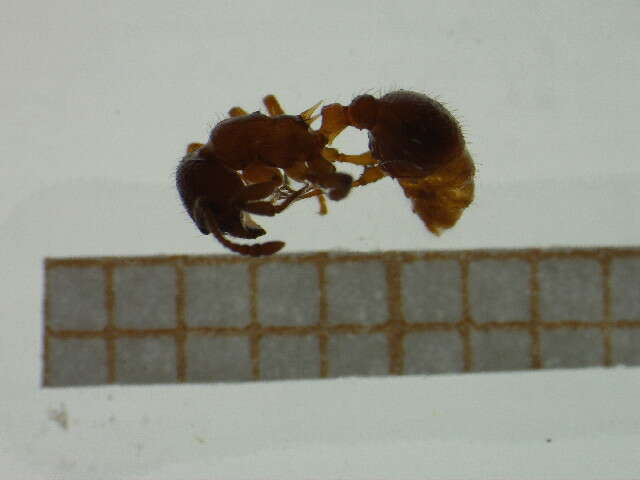 Image de <i>Myrmica spinosior</i>