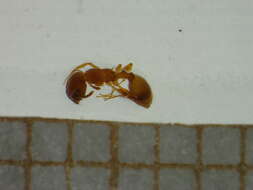 Imagem de <i>Temnothorax unifasciatus</i>