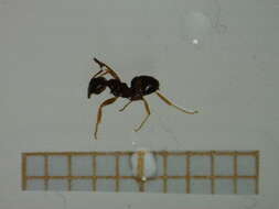 Image of Lasius paralienus Seifert 1992