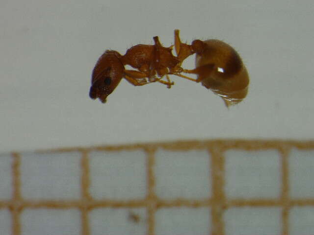 Imagem de <i>Temnothorax unifasciatus</i>