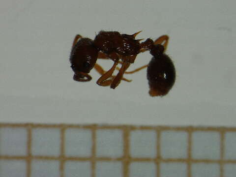 Image of Ant