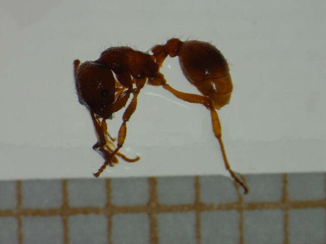 Imagem de <i>Myrmica spinosior</i>