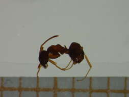 Image of Lasius paralienus Seifert 1992