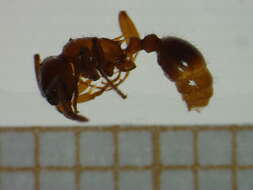 Imagem de <i>Myrmica spinosior</i>