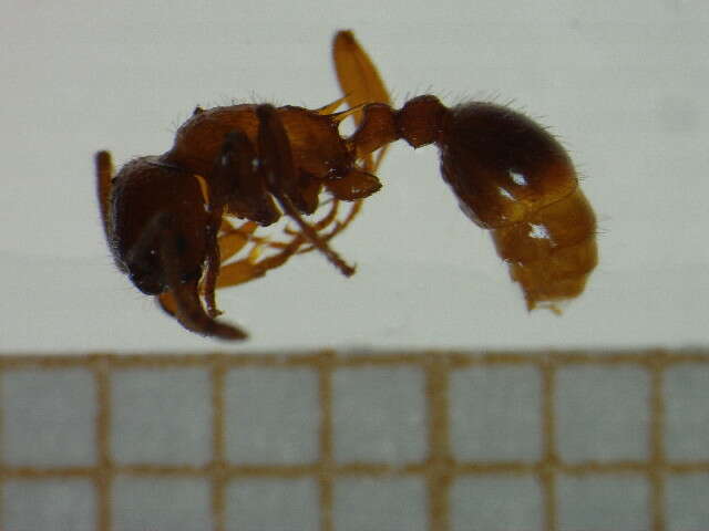 Image de <i>Myrmica spinosior</i>