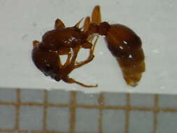 Image de <i>Myrmica spinosior</i>