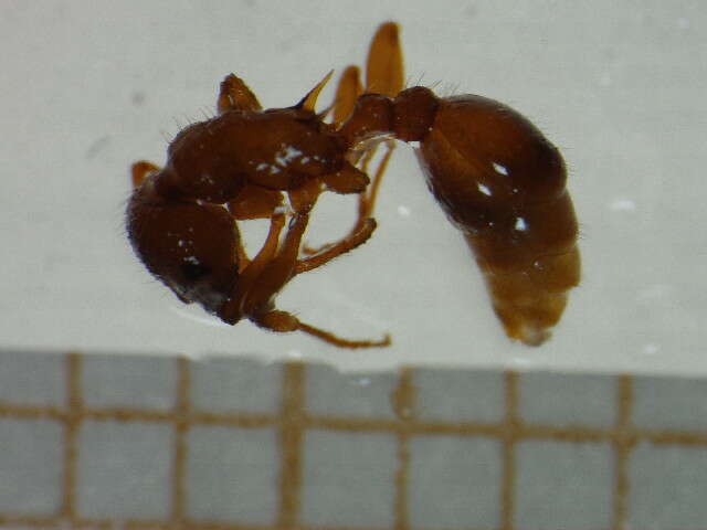 Imagem de <i>Myrmica spinosior</i>