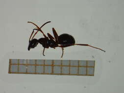 Image of Red-backed Mining Ant