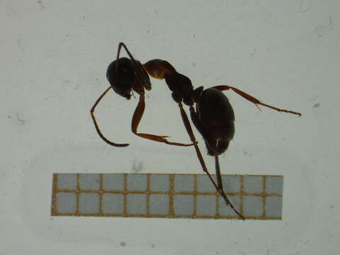 Image of Red-backed Mining Ant