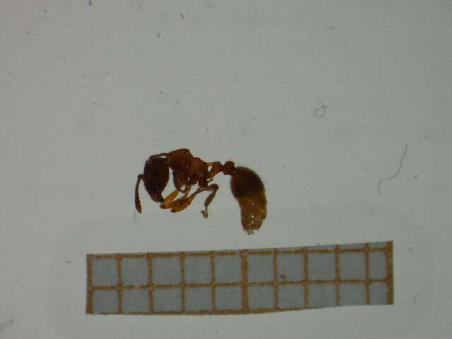 Imagem de <i>Myrmica spinosior</i>