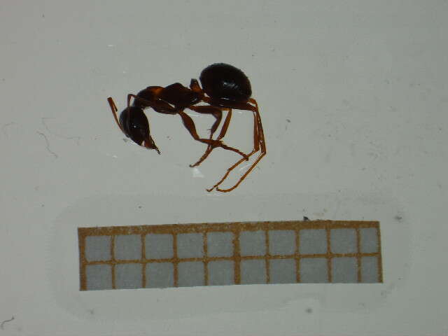 Image of Red-backed Mining Ant