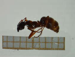 Image of Red-backed Mining Ant