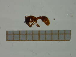 Image of Ant