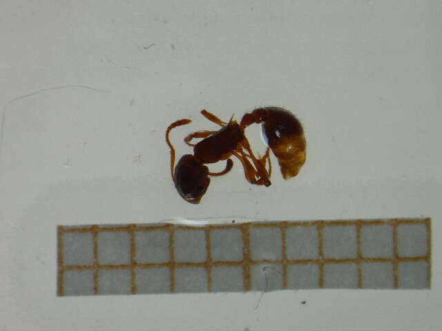 Imagem de <i>Myrmica spinosior</i>