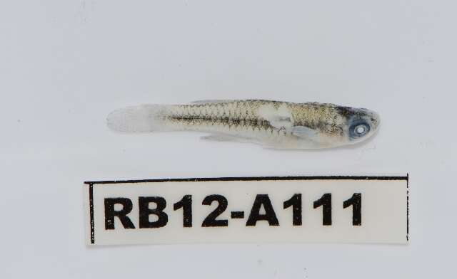 Image of Cyprinodontiformes