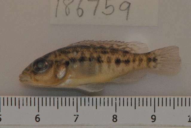 صورة Thoracochromis